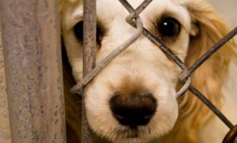 Projeto quer obrigar agressores de animais a pagarem despesas veterinárias, em Goiás