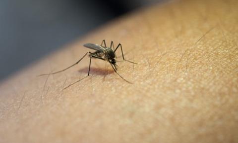 Taxa de incidência da dengue em Goiás cresce 10% no intervalo de uma semana
